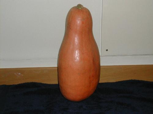 Pumpkin? - My mother gave me this today, she claims it is a pumpkin. I need to cook it before it goes off.