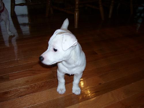 Jack Russell - Here is a Jack Russell puppy from our chyna