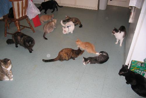 some of my cats - a 'catnip' moment