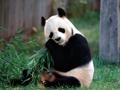 giant panda - a giant panda is eating bamboo