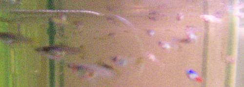 Guppies - Heres a pic of some of the million guppies I have.