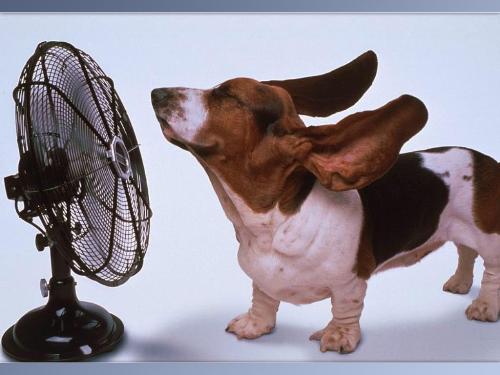 Dog enjoying the fan - Dog enjoy the fan