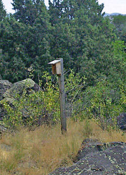 Birdhouse at the local zoo - This is a picture of a birdhouse at our local zoo. Ross Park Zoo is dedicated to animals which are native to Idaho. Local residents can support the zoo through memberships to the Pocatello Zoological Society. Ross Park Zoo offers several educational and fun activities throughout the year such as kid's classes, Charley the Grizzly Bear's Birthday Party, Ice Cream Zoofari, and Boo at the Zoo.