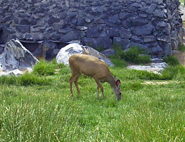 Deer at the zoo - A deer eating at the local zoo. Ross Park Zoo specializes in animals which are native to Idaho.