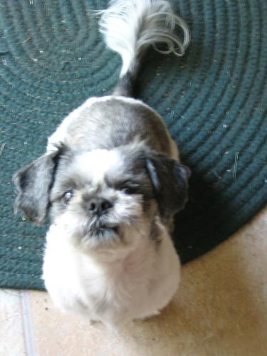 shih-tzu - shih-tzu, male, gray & white