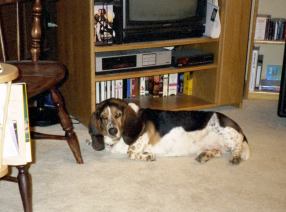 in front of tv - dog sleeping in front of tv