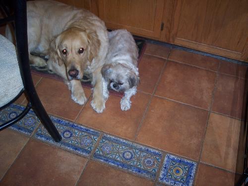 2 of my dogs - Travis and Fritzy