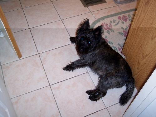 Rusty - my cairn terrier.