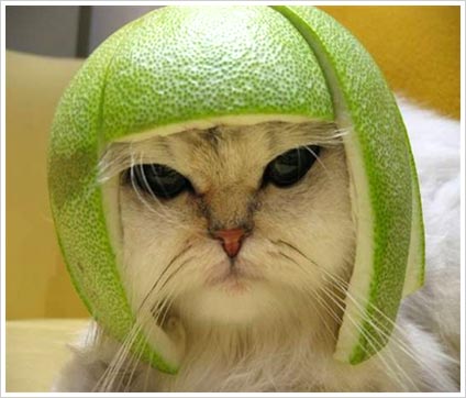 Lemon Cat - A cat with a lemon on his head