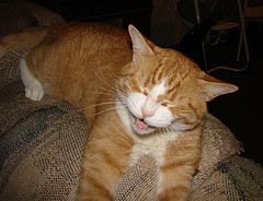 Laughing cat - The cat seems to be laughing ^^