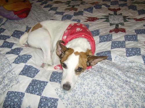 cute jackie in bed - this is my cute puppy 'jackie' laying in our bed. she's so comfy being beside us. she always like to rub her head and back on you. she's very sweet.