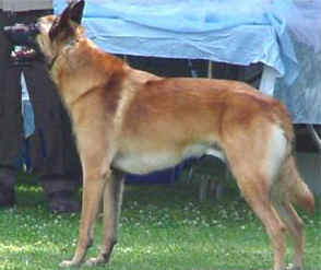 Belgian malinois - Brown belgian malinois.