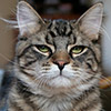 I love cats - What a look! I love cats - What a look!