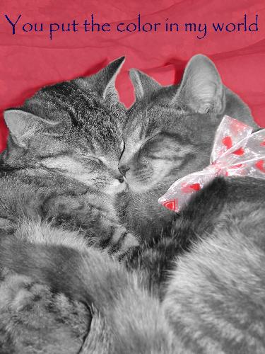 Color my World - These are two of my cats that love to cuddle up together. Last Valentine's Day I figured this picture was a cute way to express the love and affection of V-Day.