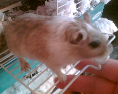 Gerbils - Ziggy the gerbil hes an absolute star