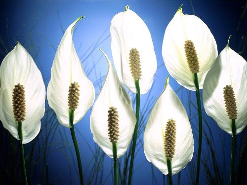 ~peace lilies~ - peace lilies wallpaper..wish you peace and love all around..