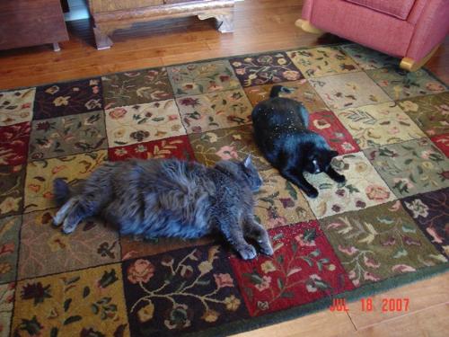 Our kitties - Spike is the grey long haired male and Spunky is the black female they are playing with catnip!