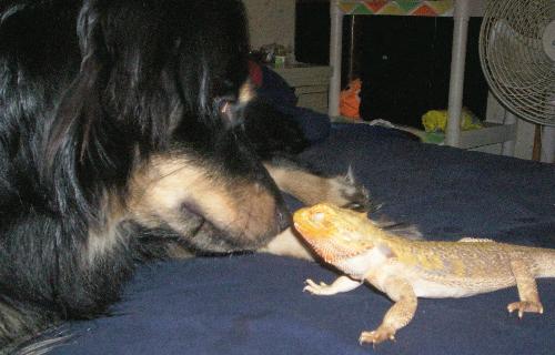 Piston and Star - This is our lizard Piston and our dog Star. They are good friends.