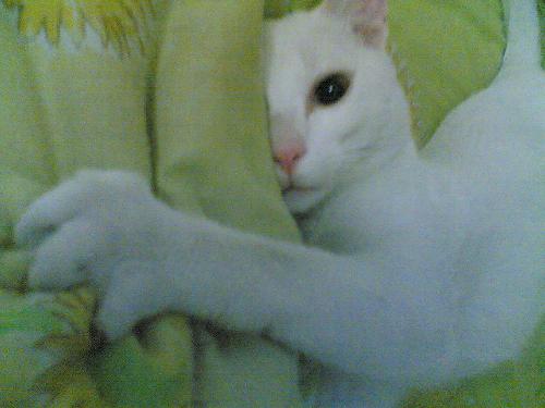 white cat - this is my pet, majzhai.