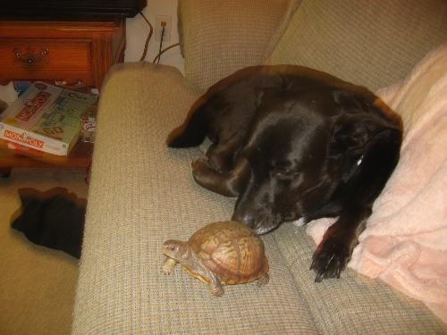 Max and Buddy - The dog and the turtle