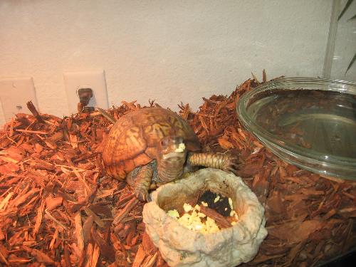 Buddy eating - Enjoying some scrambled eggs!