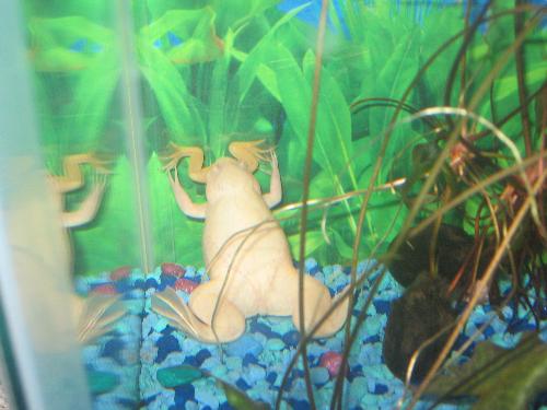 Gary eating bonnie - She's still alive!