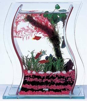 Betta Tank - This is a neat betta tank