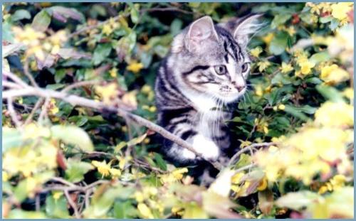 Super Cat - 6 months old and climbing up in his first tree.