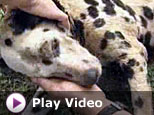 Dalmation rescued. - This is such a heart warming story that could have turned out worst.