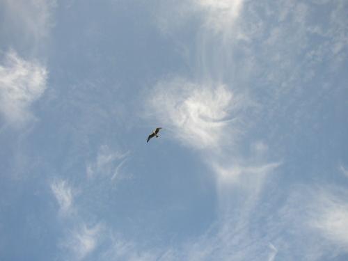 albatros in the sky - the photo was taken on Texel, The Netherlands