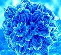 Blue Flower - I love bright colored flowers!