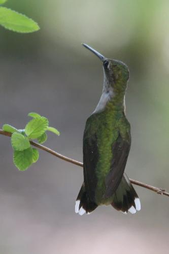 humming bird - This hummer decided to take a break while all the others were squabbling over who was first at the feeders.