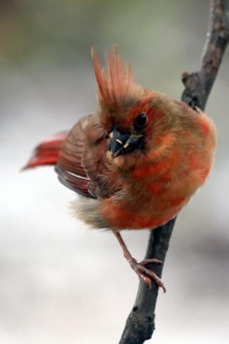 juvenile cardinal - This cardinal is slowly getting his adult plumage.
