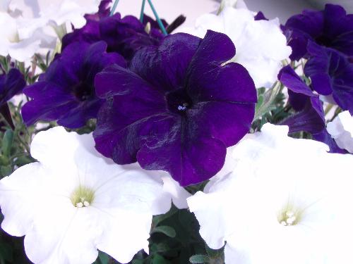 flowers - flowers from my yard