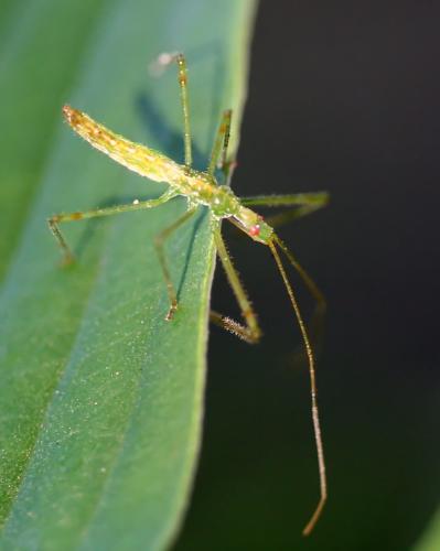 tiny bug  - I don't know the name of this bug.