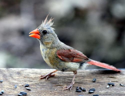 juvenile cardinal 2 - This juvenile cardinal is a little different.