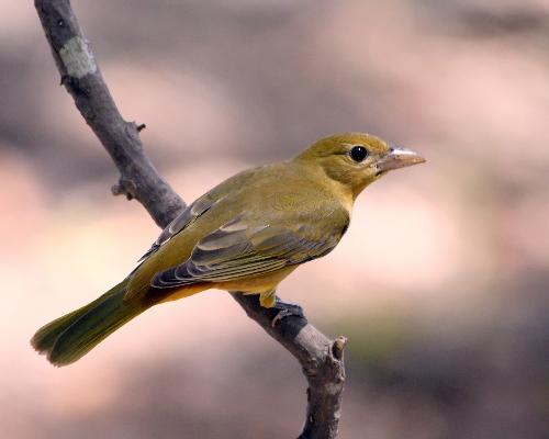 pine warbler - We don't get very many of these here.