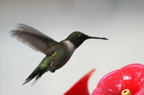 hummer with ant - This hummer got an ant from the feeder while he was sucking up nector.