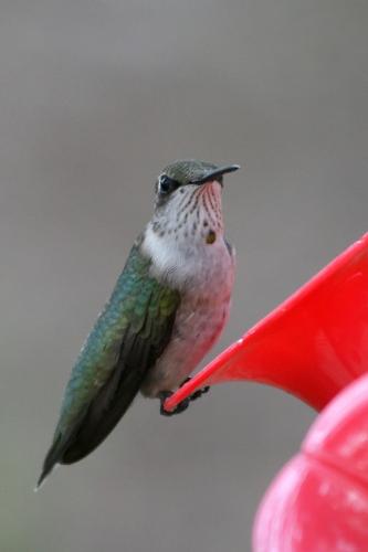 juvenile male RT humming bird - This young male decided to rest for a moment. You can see the spot on his throat that is the beginning of his ruby colored feathers.