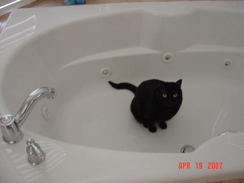 Spunky in the bath tub - Silly Kitty it's not bath time. She wants the faucet turned on.