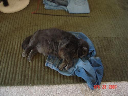 Trieing to list these jeans on ebay! - Spike id helping me prepare these jeans to sell on ebay by sleeping on them :)