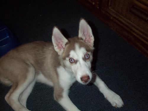 my husky - my husky puppy