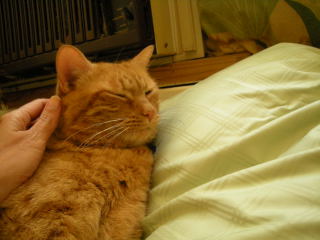 Sidney Snuggle Bear - This is my 10-year old. Isn't he gorgeous?
