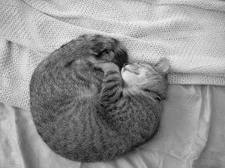 The Seashell Cat - Samantha sleeps...