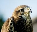 Buzzard - English country garden buzzard. Preys on small animals, especially rabbits, birds and carrion.