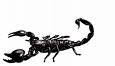 Stinging Scorpion - stinging scorpion