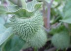 prickley moon flower seed pod  - prickly moon flower seed pod