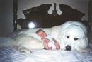 Great Pyrenese - This is a picture of a great pyrenese...aren't they beautiful!