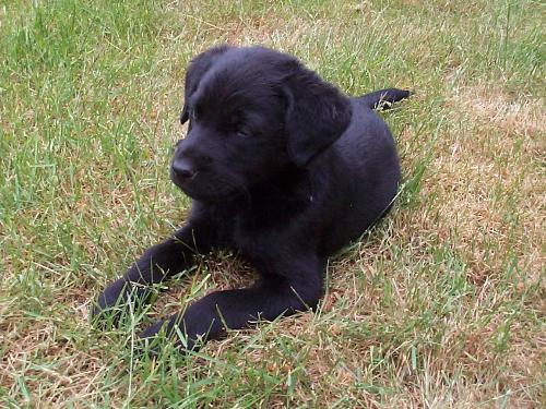 My Dog Cesca - This is a Photo of my dog Cesca, when she was just 10 weeks old. We had just gotten her and she was simply the cutest thing.