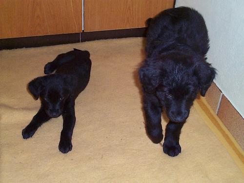My Dogs Cesca and Balder - This is a Photo of my 2 dogs when they were only about 10 weeks old. On the left is Cesca a pure breed Labrador. On the Right is Balder, a cross bred Labrador/American Collie. That's why he is so much larger even though they are the same age.